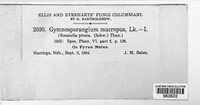 Gymnosporangium juniperi-virginianae image